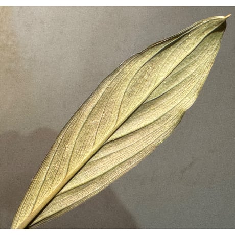 Homalomena sp. "濡烏" from Riau sumatera [LA0518-02]