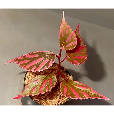 Begonia sp. ぼっち株 from Julau [R1214-01b]