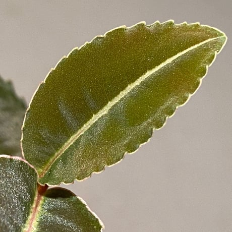 Labisia sp. "Sumatera Pink"