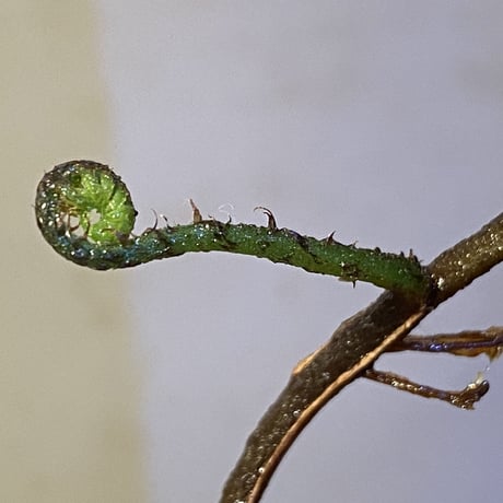 Unknown from Iquitos Peru [tanakay]