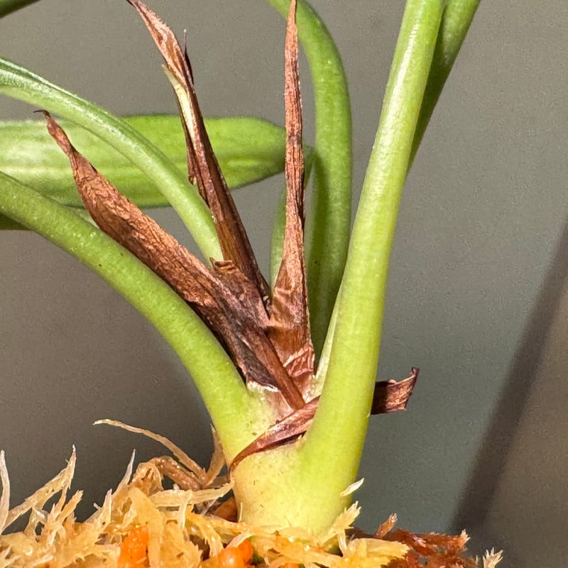 く*お様 aridarum perisai Josefia intricata (旧Aridarum perisai) from Cent