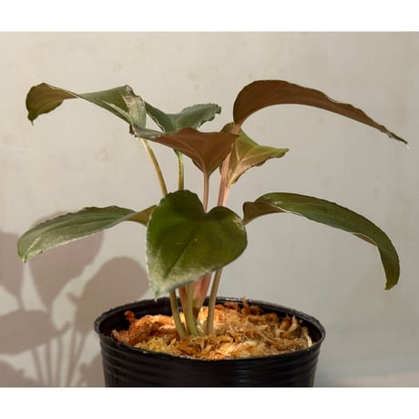 Homalomena sp. "Black Sapphire" from Kepulauan riau