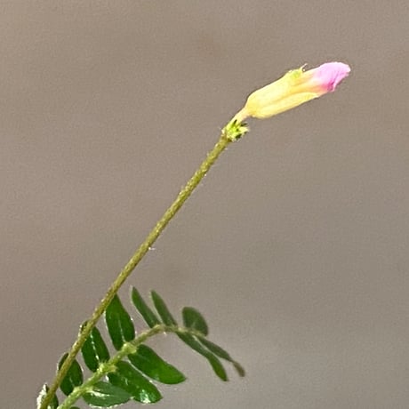 Biophytum dendroides from Colombia