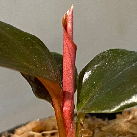 Rhodospatha sp. from Ecuador [tanakay]