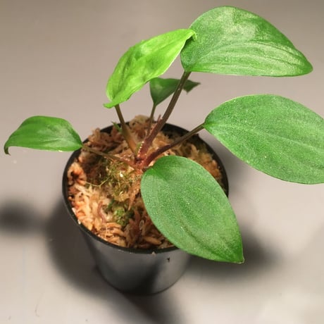 Homalomena sp. from Ranau [TK210217]