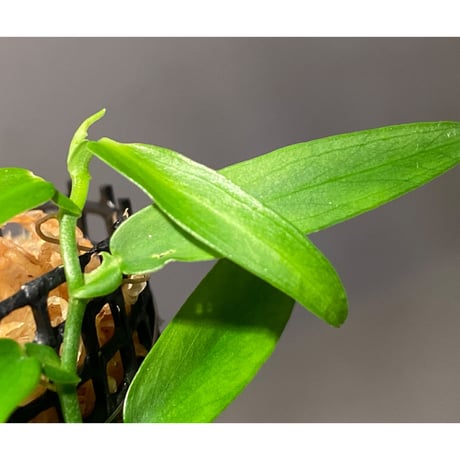 Epipremnum sp. from Prachuap Khiri Khan
