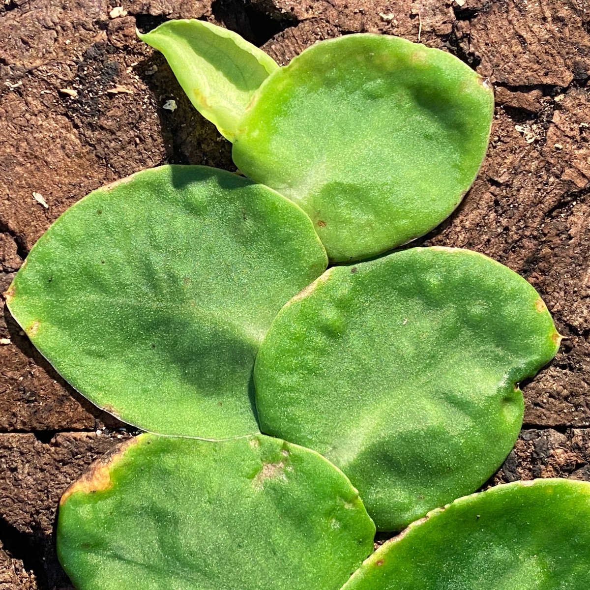 熱帯植物: Rhaphidophora sp. Kpg. Lui Muda 熱帯植物: Rhaphidophora sp. Kpg. Lui Muda 熱帯植物