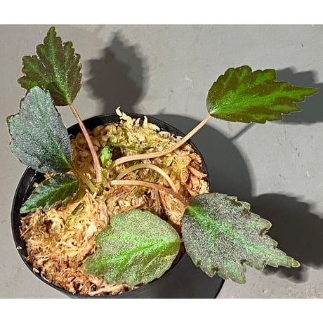 Begonia '煉獄-壱' [LA hyb.-f1-01]