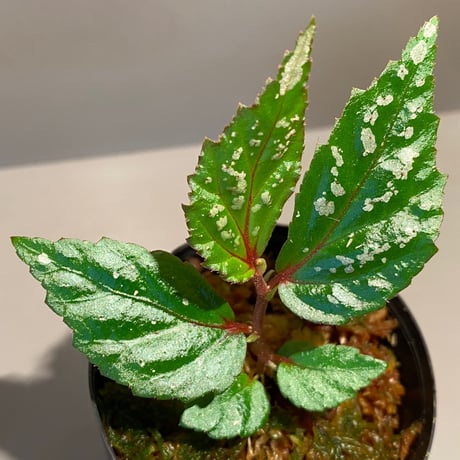Begonia sp. "Matang-3" from Matang Sarawak [RIO]