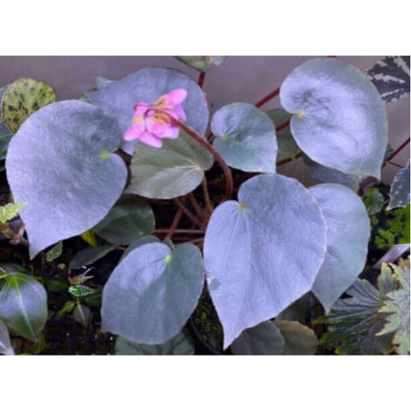 Begonia sp. f1 from Sumatera [NT ORCHID]