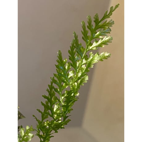 Cephalomanes obscurum (オニホラゴケ) from Okinawa Japan (沖縄本島産) ①