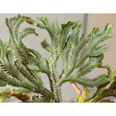 Selaginella erythropus