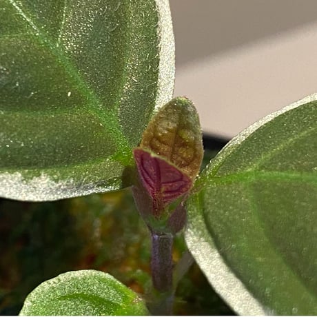 Cosmianthemum bullatum [LA0515-02]