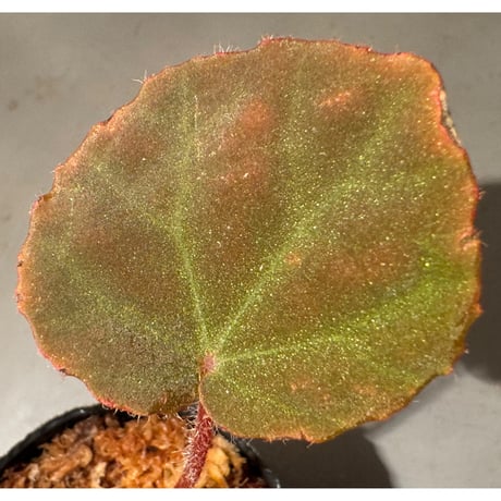 Begonia sp. from Chiku Kelantan