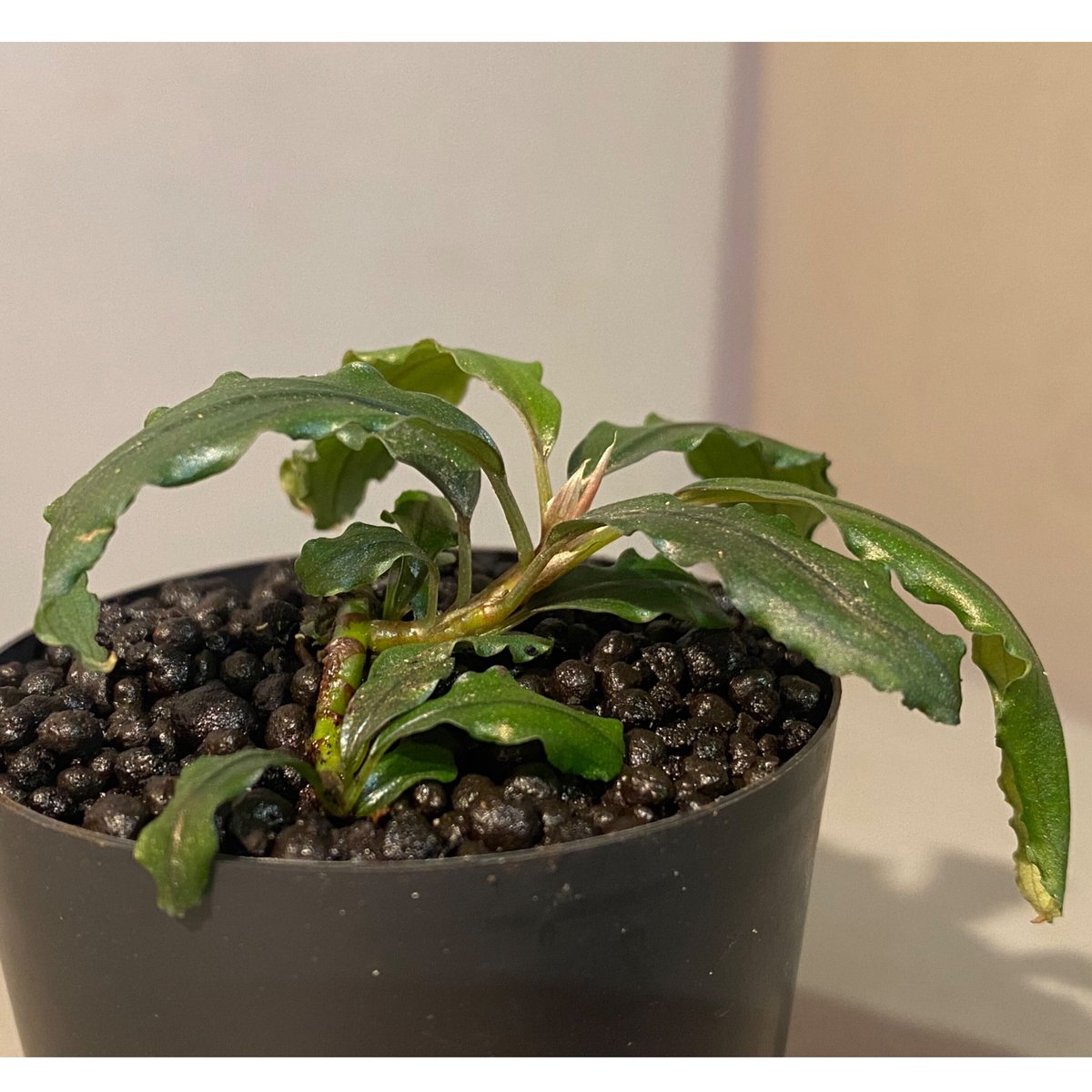 BUCEPHALANDRA for ポンコツ商店 BUCEPHALANDRA for ポンコツ商店 BUCEPHALANDRA for ポンコツ商店