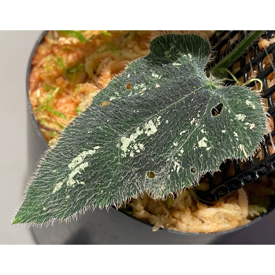 63a6d75ac3289c0a14885260