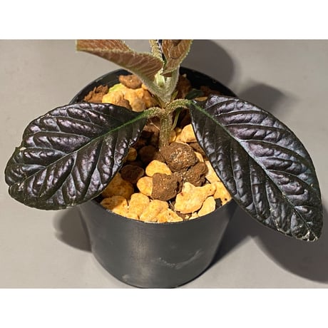 Ardisia sp. from South Thailand