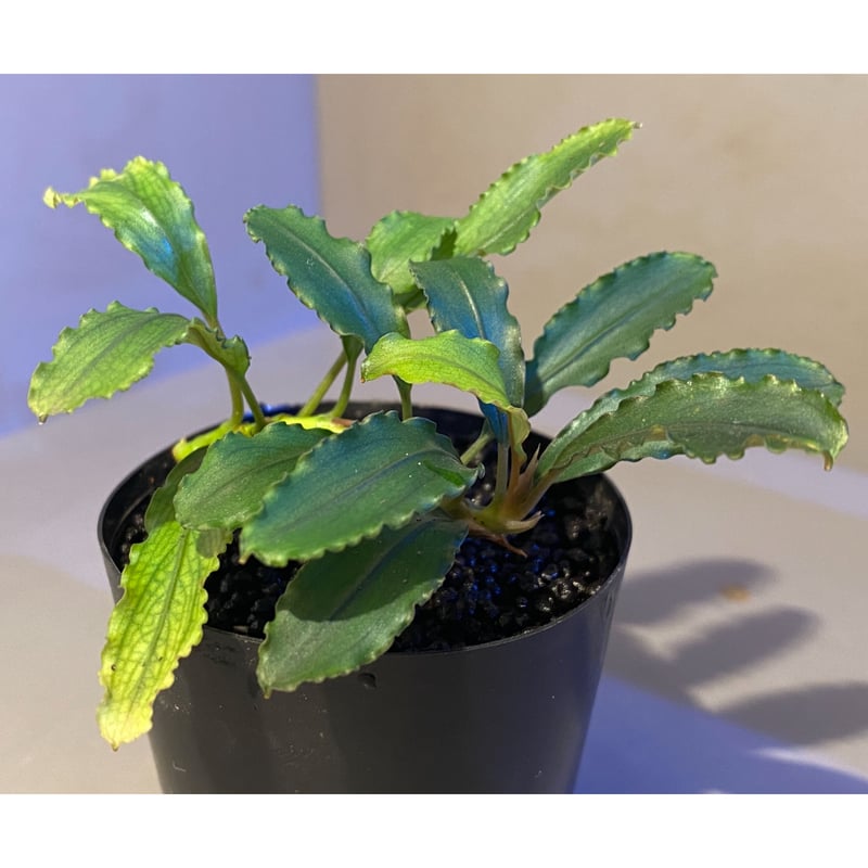 Bucephalandra ブセファランドラ カユラピス3 銀葉TB便 2014 Bucephalandra ブセファランドラ カユラピス3 銀葉TB便 2014