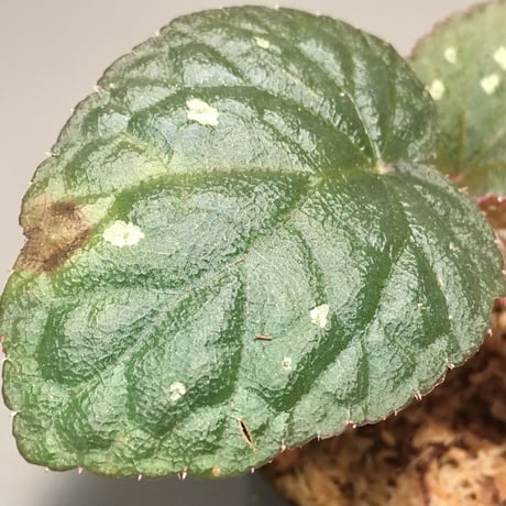 Begonia sp. fromTuyen Quang [YH1117]