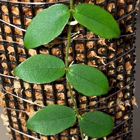 Ficus sp. from Trat Thailand