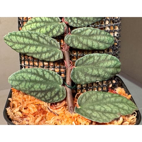 Pellionia pulchra "Siam Pink Moon"