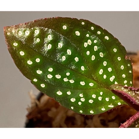 Sonerila sp. wf1 from Phang Nga Thailand [KZT]