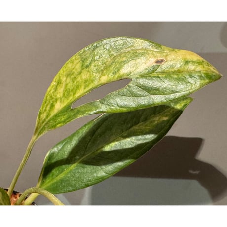 Anthurium jenmanii "Variegated" 2024年2月 ドームらん展 [Joe&Mom]