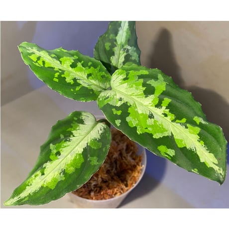Aglaonema pictum tricolor DFS from Sumatera Barat [AZ0912-1]