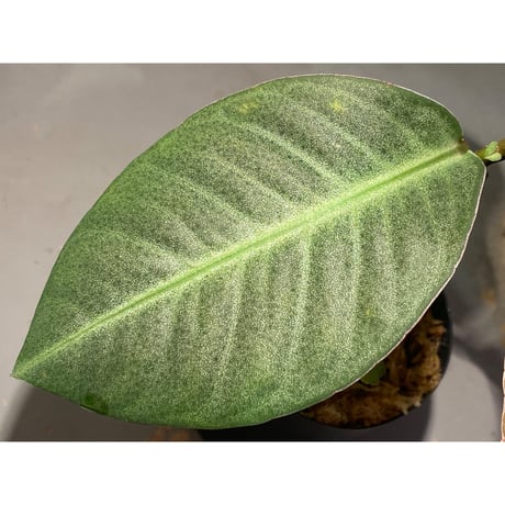 (大株) Ardisia sp. from Saripoi [LA0515-02]