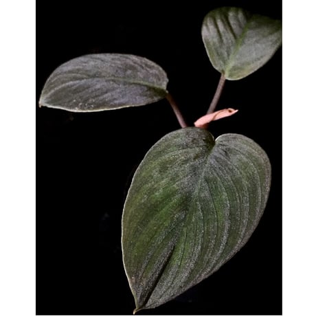 Homalomena sp. from Sumatera Utara [LA0318-01]