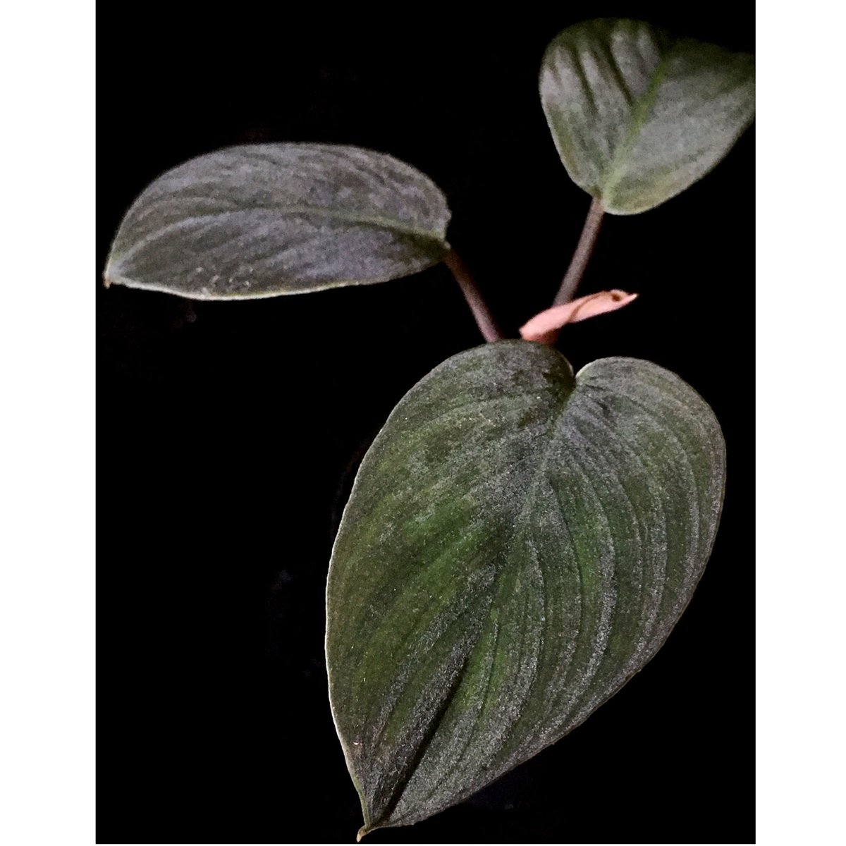 Homalomena sp. from Sumatera Utara [LA0318-01] 