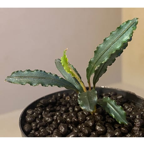 Bucephalandra sp. from "Mangat" [MF0417-2A] ②