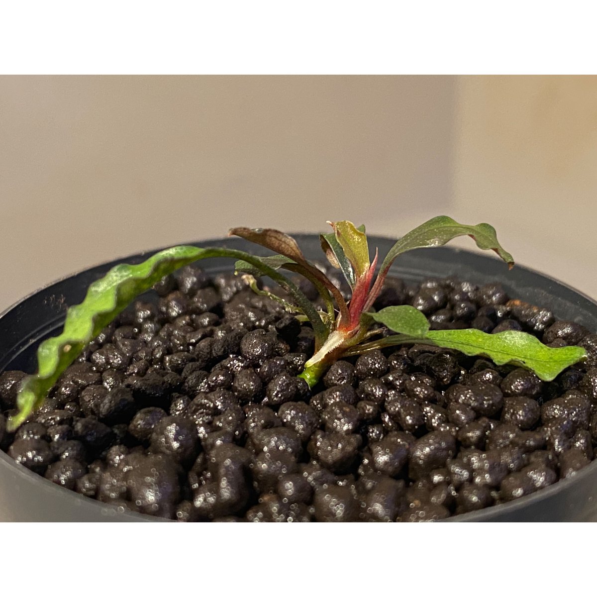 Bucephalandra sp. /
