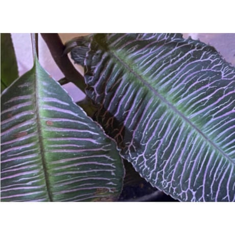 Ardisia sp. from Perlis Malaysia