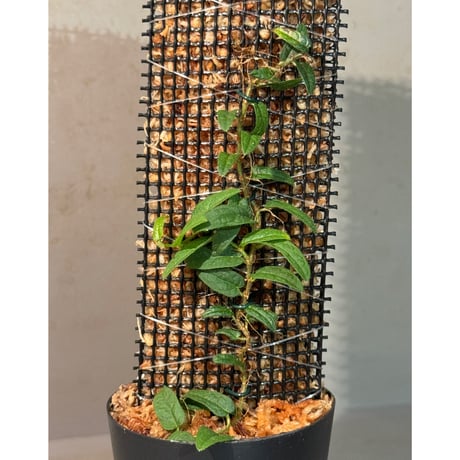 Ficus sp. "Sanggau" Kalimantan barat [TB]