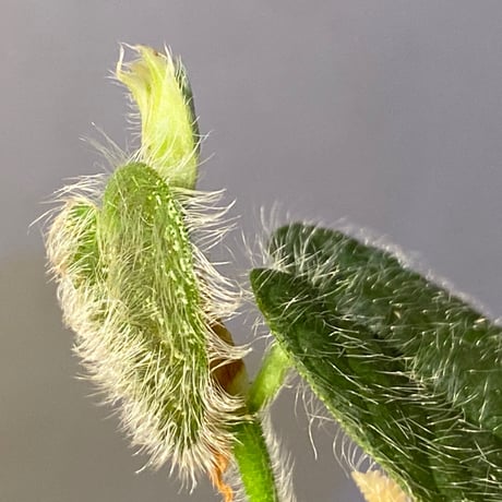 Ficus sp. from Selangor