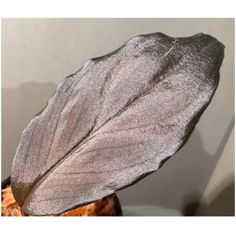 Homalomena sp. "Glossy Purple" from Malaysia