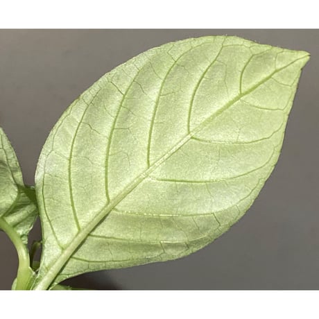 Gymnostachyum sp. "type C" from Aceh Selatan [HW0816-02]