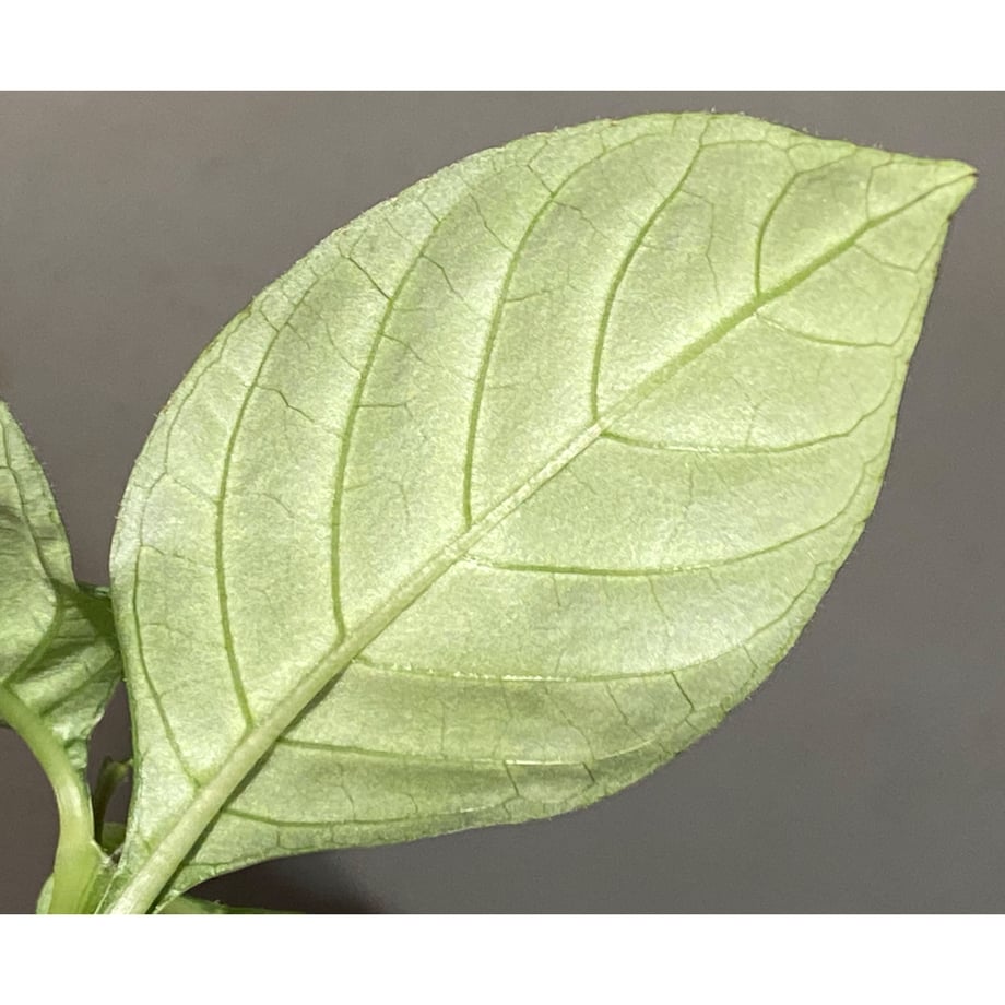 6526872d3ef30600291f3e77