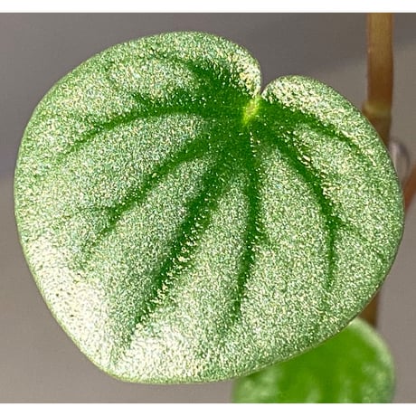 Peperomia sp. from Colombia [tanakay]