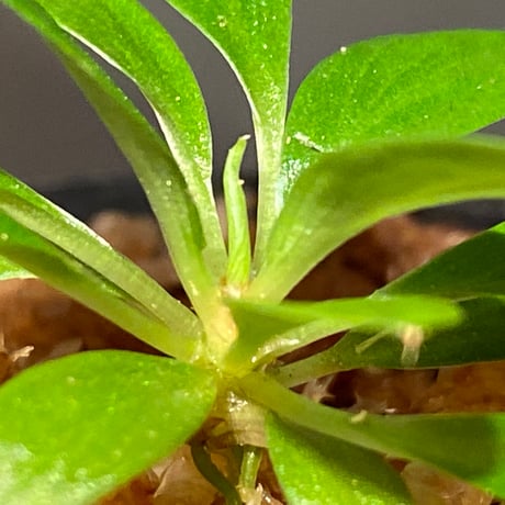 Homalomena sp. [LA0317-z-r] ①