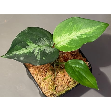 Aglaonema pictum "Blue Nias" from Pulau Nias [AZ0912-3.5]