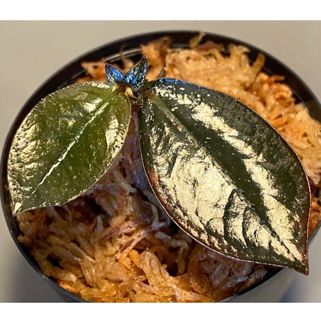 Argostemma hookeri from Malay Peninsula