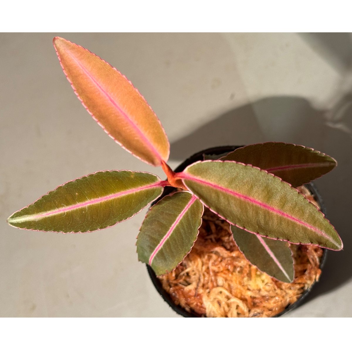 Labisia sp. from Kapuas hulu Kalimantan barat |