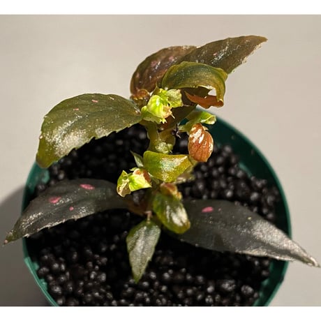 Begonia sp. from Julau [R1214-01b]