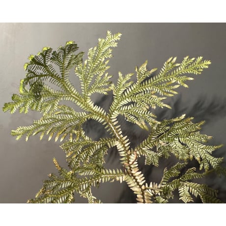 Selaginella sp. from Landak West Kalimantan