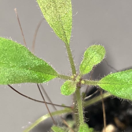 Codonoboea sp. from Sumatera barat [LA0317-01]