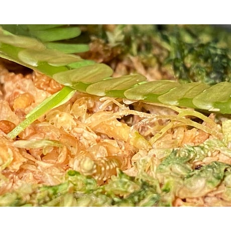 Selaginella sp. バリエガータ from "Nanga pinoh" [TB]