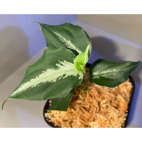Aglaonema pictum [LA0915-z-s-11]