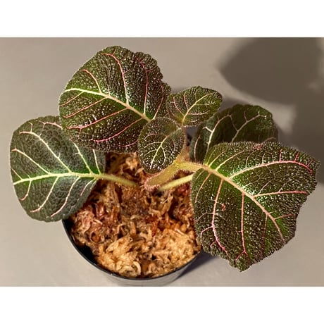 Pearcea hypocyrtiflora from Rio Napo Ecuador [tanakay] 赤葉脈